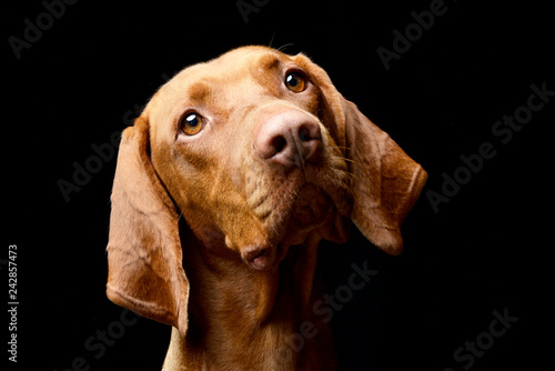 Wallpaper Mural Portrait of an adorable Hungarian vizsla Torontodigital.ca