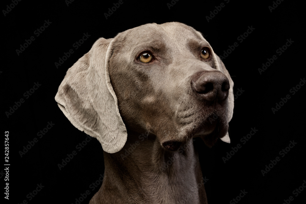 Portrait of an adorable Weimaraner Portrait of an adorable Weimaraner