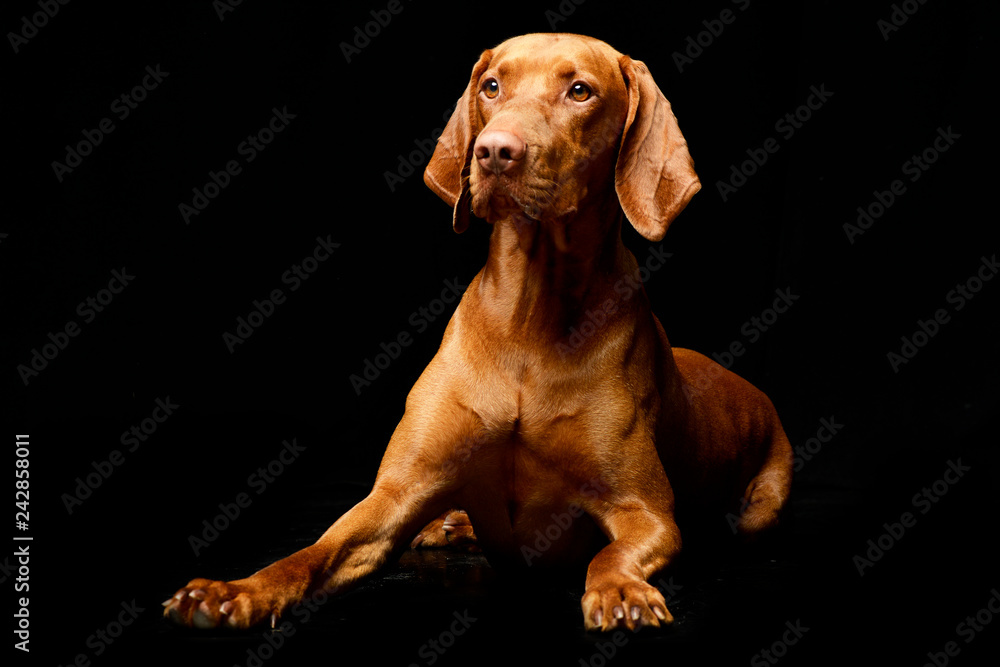 Fototapeta premium Studio shot of an adorable Hungarian vizsla