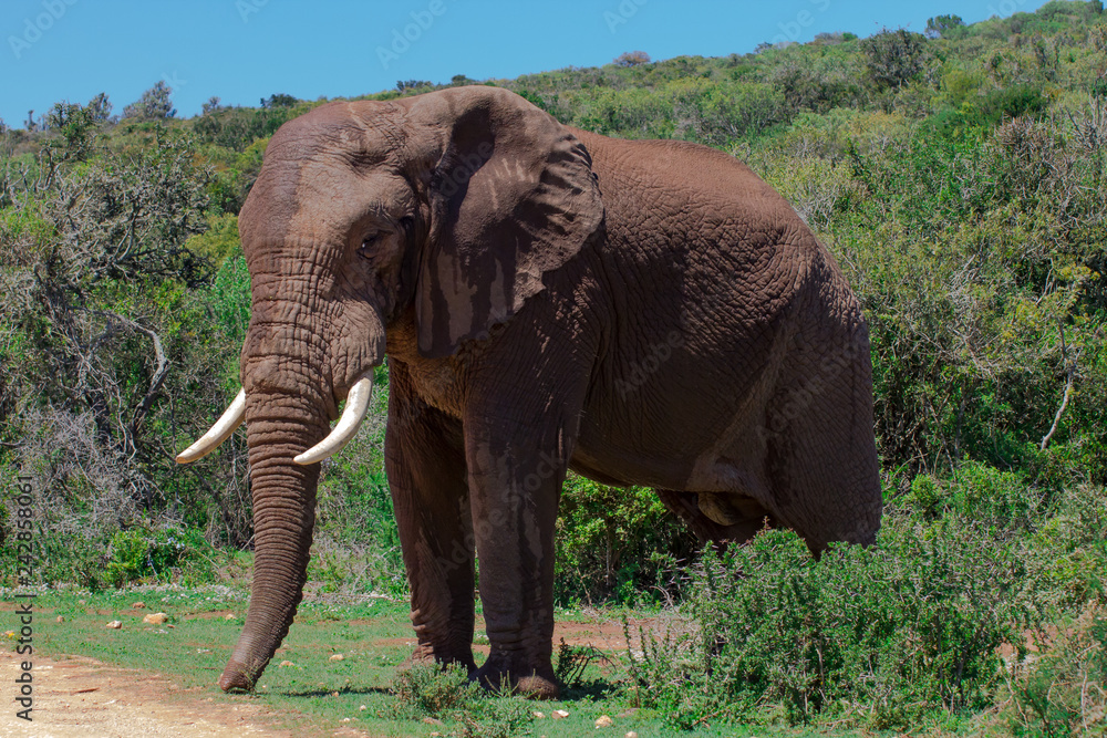 Obraz premium Elefant