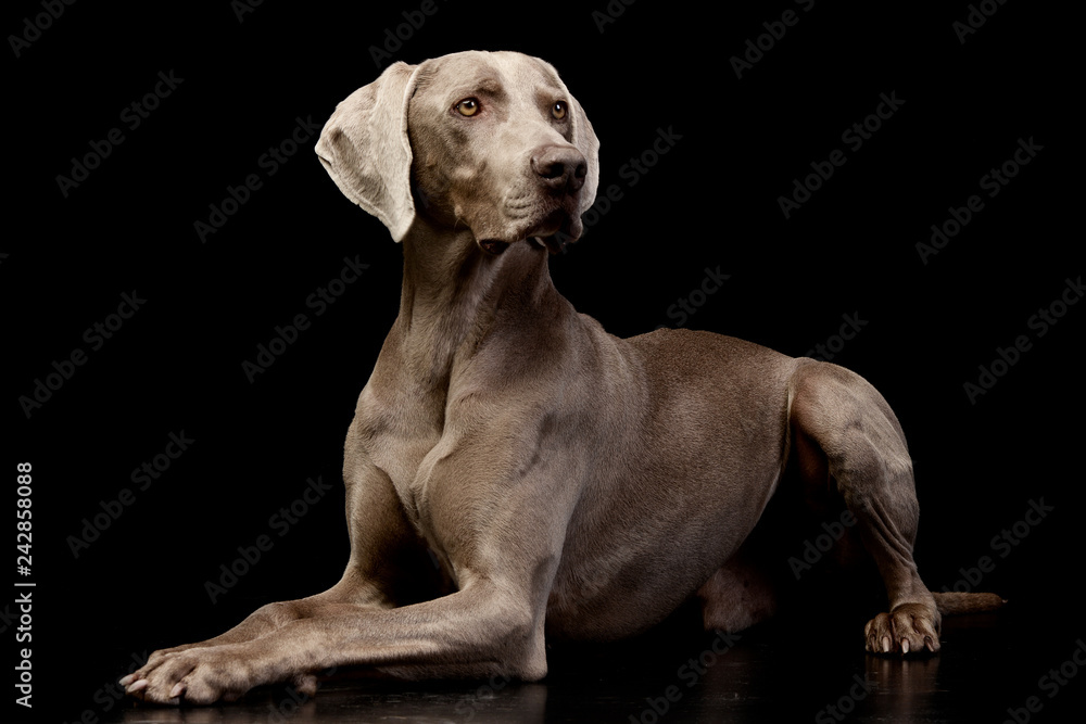 Studio shot of an adorable Weimaraner