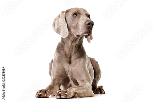 Studio shot of an adorable Weimaraner