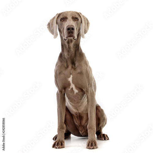 Studio shot of an adorable Weimaraner