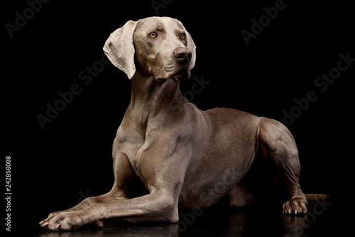 Obraz na płótnie Studio shot of an adorable Weimaraner w salonie