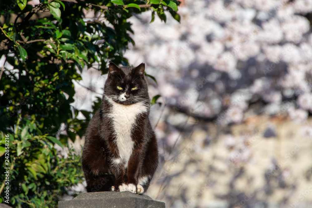 Obraz premium cat with cherry blossoms