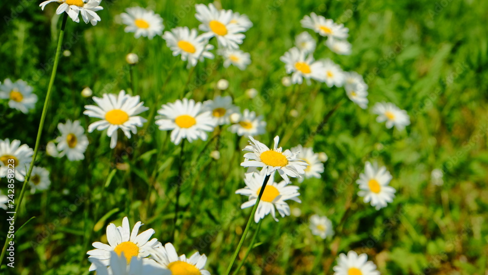 Fototapeta premium field of daisies