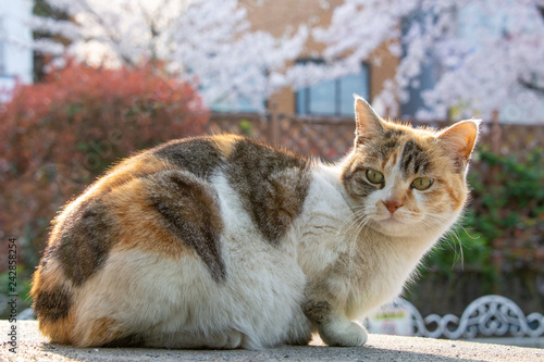 cat with cherry blossoms