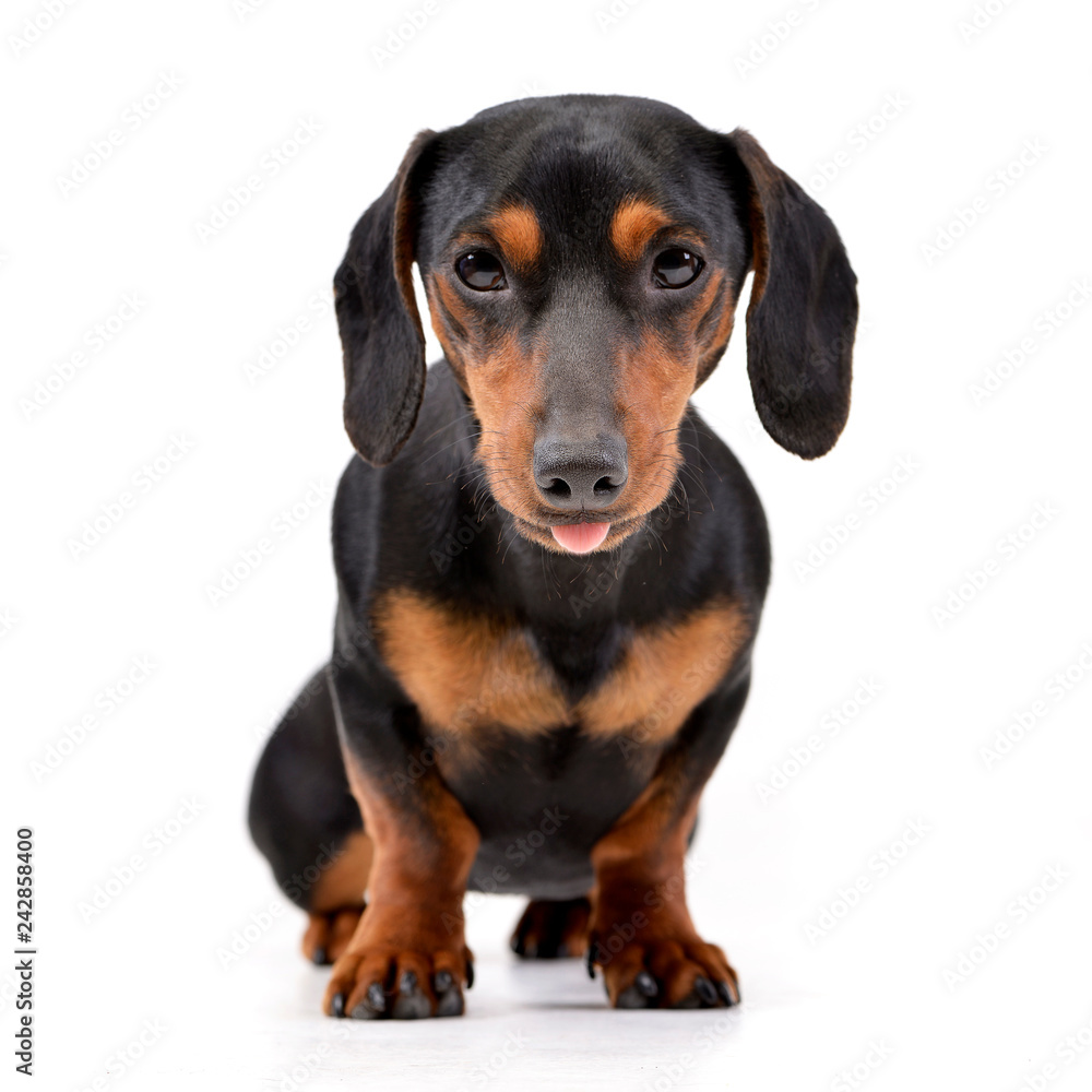 Studio shot of an adorable Dachshund