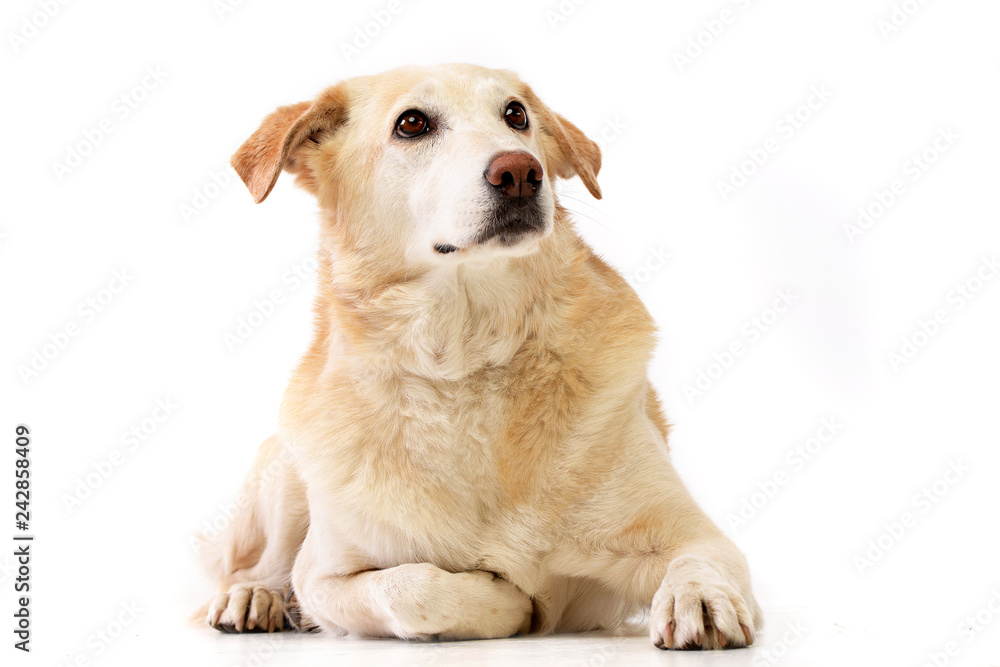 Fototapeta premium Studio shot of an adorable mixed breed dog
