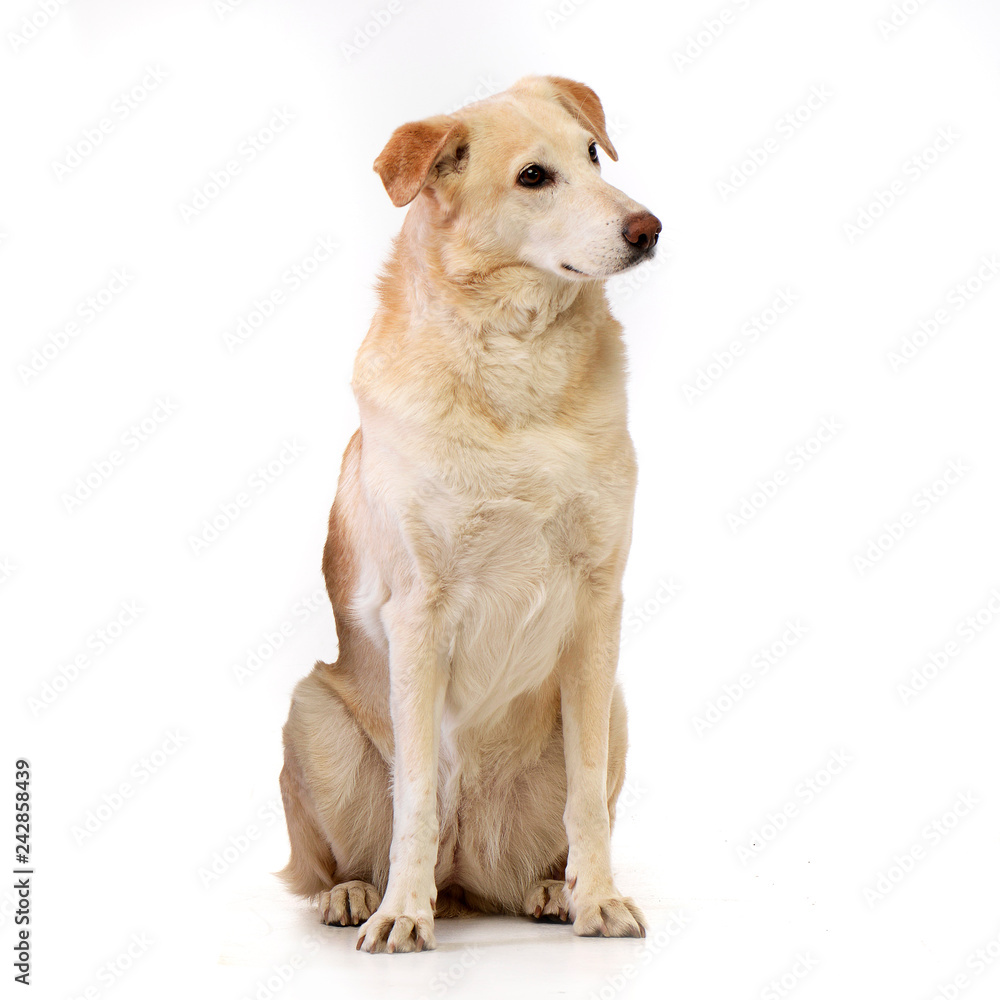 Studio shot of an adorable mixed breed dog Studio shot of an adorable mixed breed dog