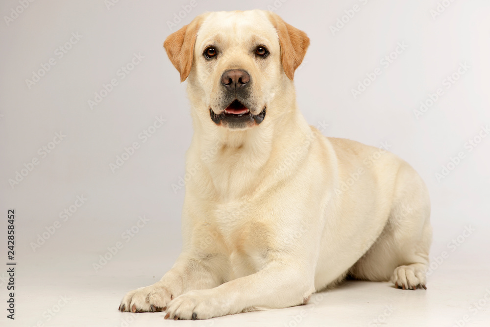 Studio shot of an adorable Labrador retriever Studio shot of an adorable Labrador retriever