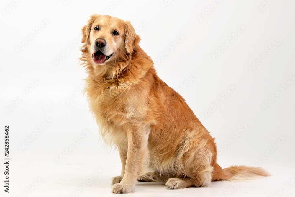 Studio shot of an adorable Golden retriever