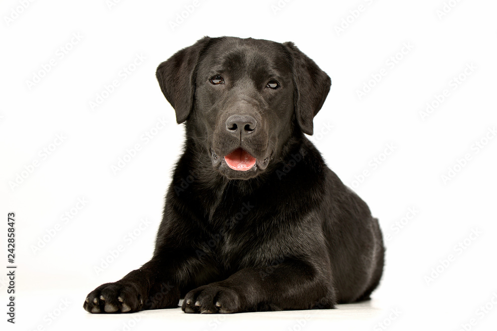 Studio shot of an adorable Labrador retriever Studio shot of an adorable Labrador retriever