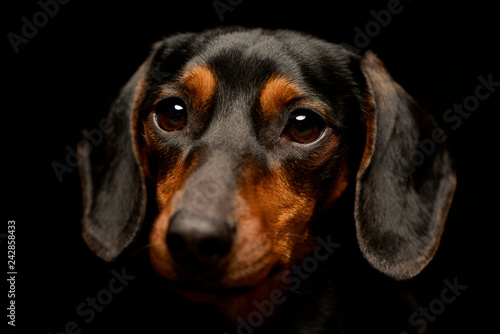 Portrait of an adorable Dachshund