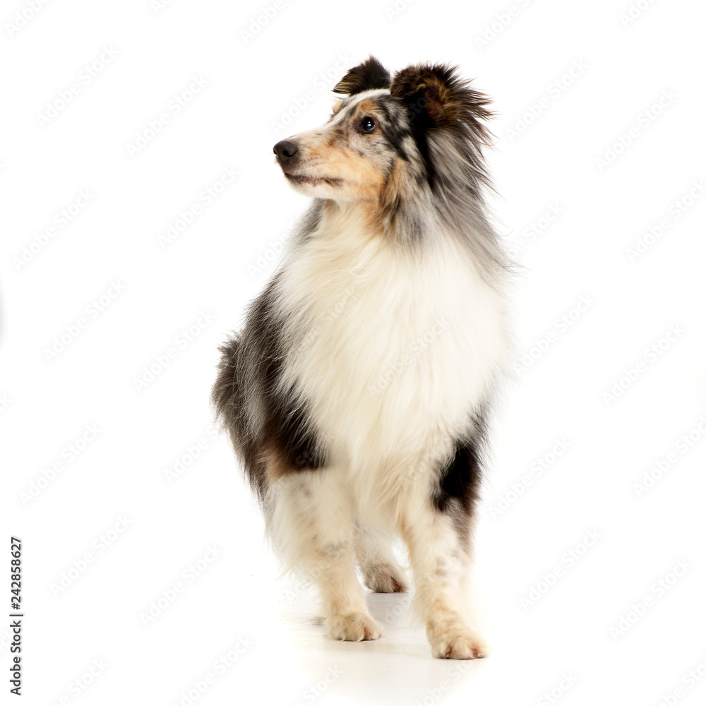 Studio shot of an adorable Sheltie Studio shot of an adorable Sheltie