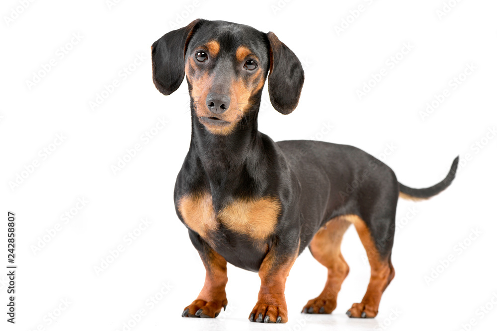 Studio shot of an adorable Dachshund