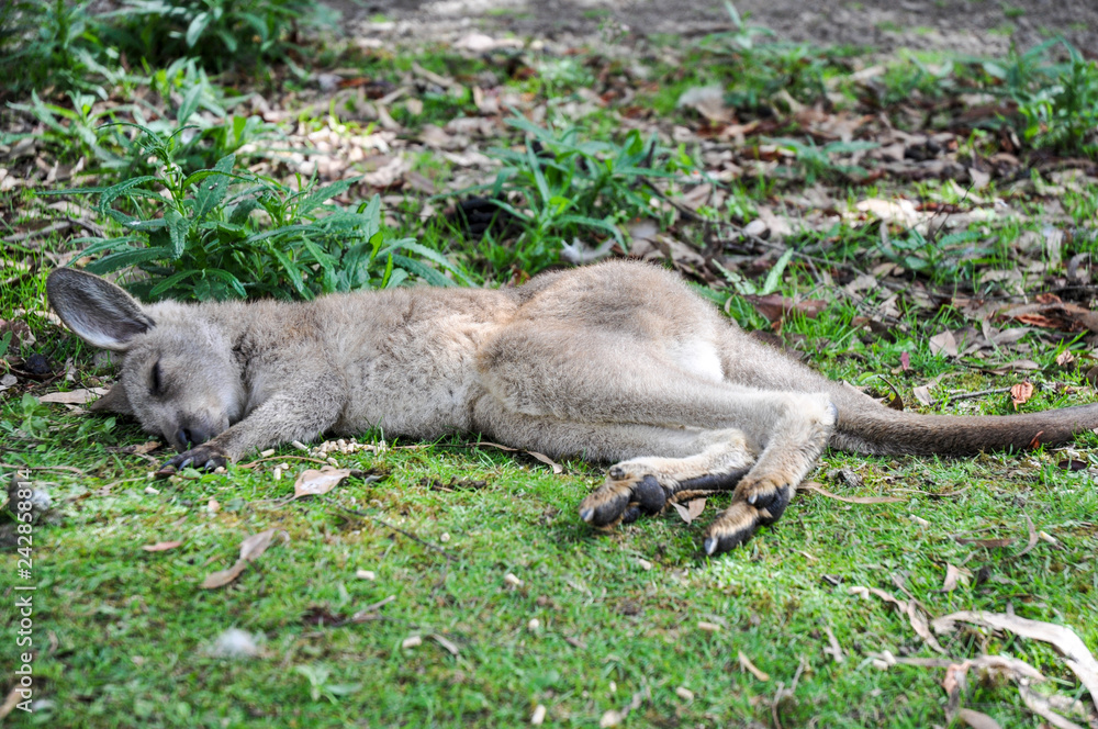Sleeping Jerry kangaroo in Tasmania Sleeping Jerry kangaroo in Tasmania