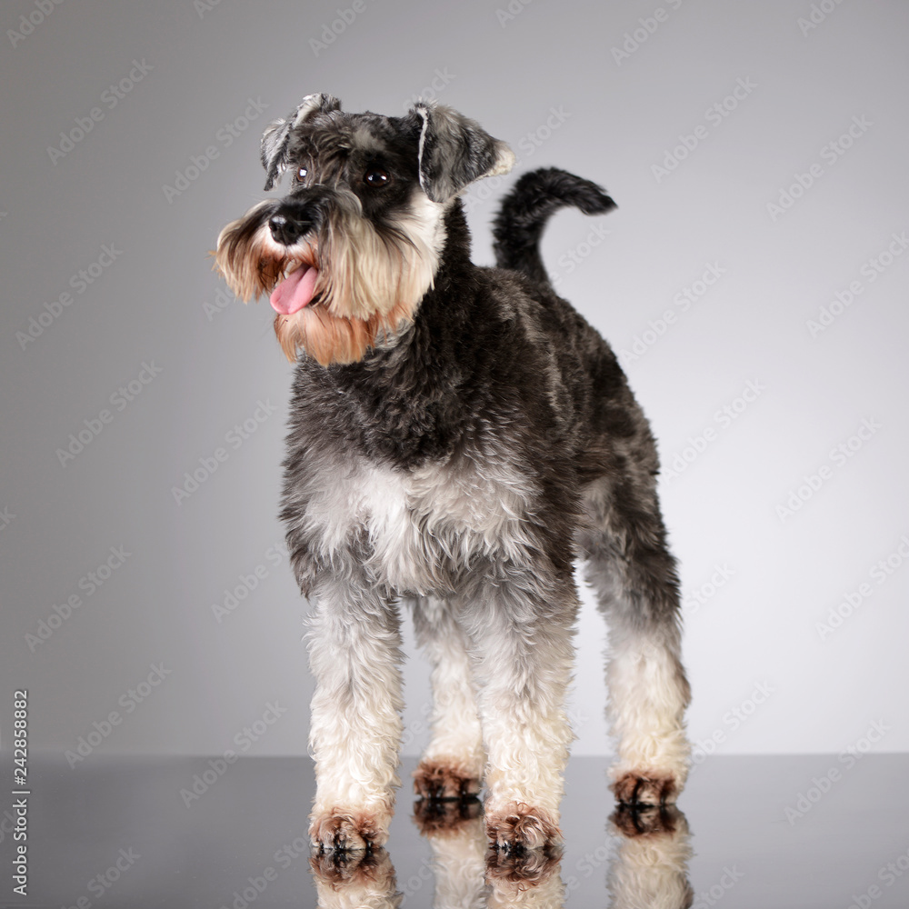 Studio shot of an adorable miniature schnauzer Studio shot of an adorable miniature schnauzer