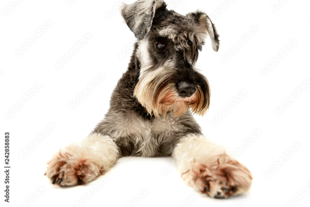 Studio shot of an adorable miniature schnauzer