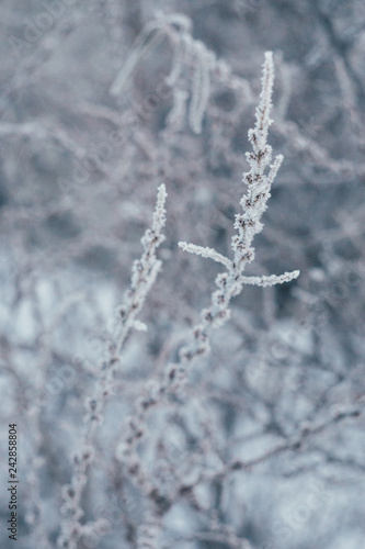 Frost branch © Lephoto