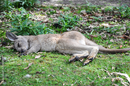 Sleeping Jerry kangaroo in Tasmania