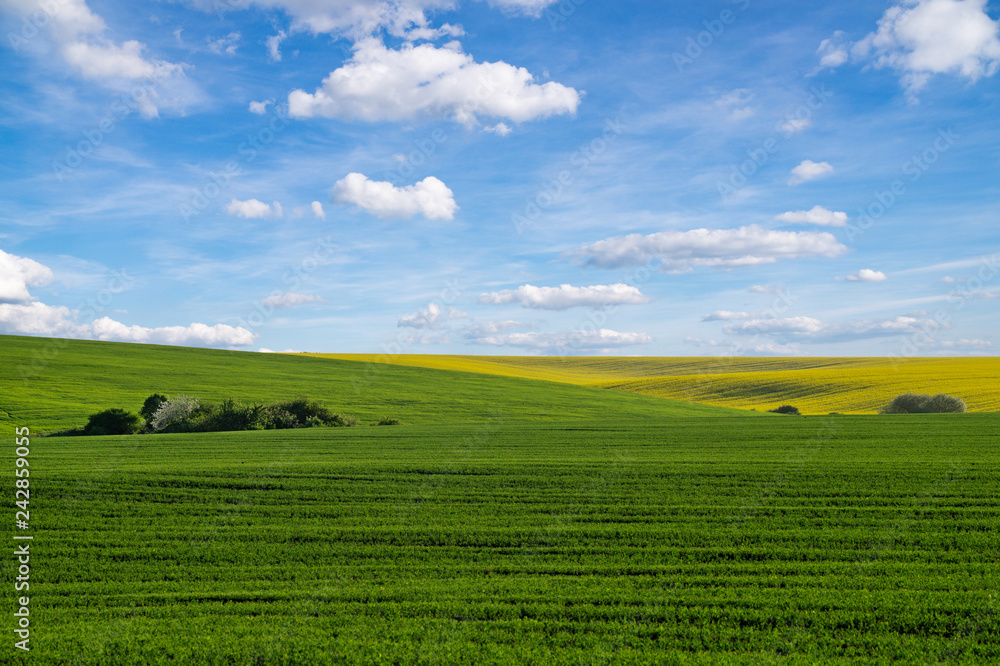 Fototapeta premium Yellow rapeseed field under blue sky