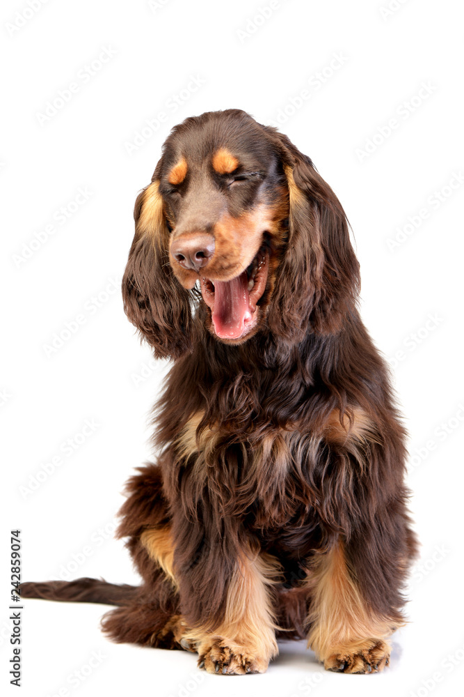 Studio shot of an adorable English Cocker Spaniel Studio shot of an adorable English Cocker Spaniel