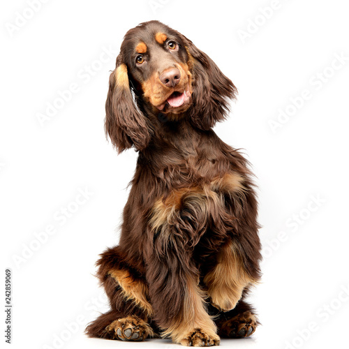 Canvas Print Studio shot of an adorable English Cocker Spaniel