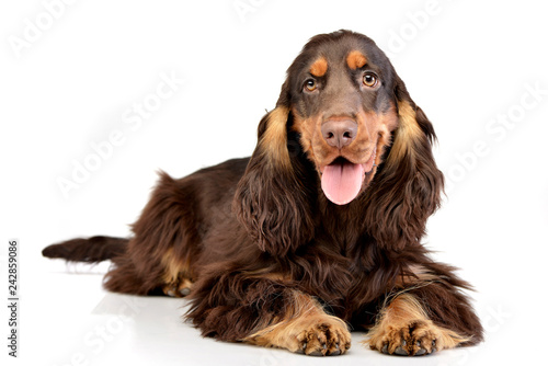 Canvastavla Studio shot of an adorable English Cocker Spaniel