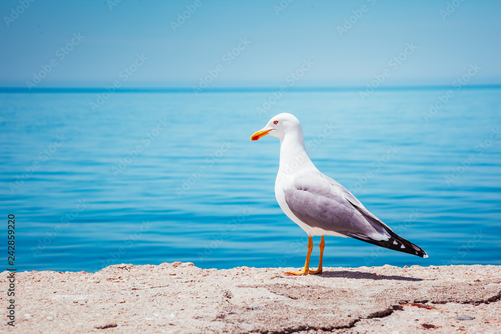 Obraz premium Bird's Nest on the Atlantic ocean. Unique pictures of wildlife.
