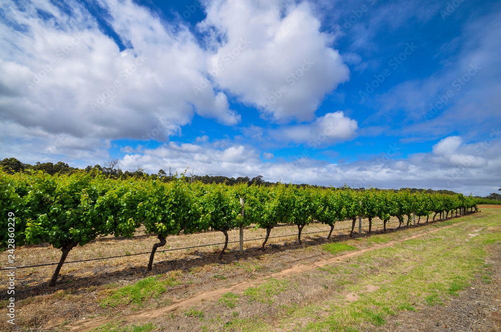 Vines on a sunny day in Margaret River, Western Australia