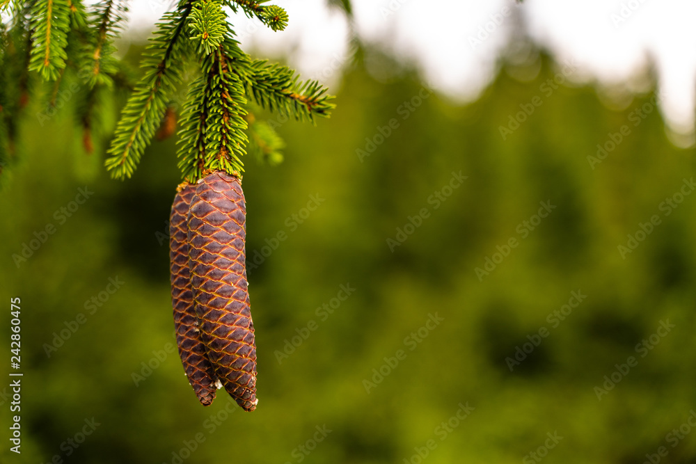 Obraz premium Pine cones branch view. Close up pine cones tree branch. Pine cones scene.