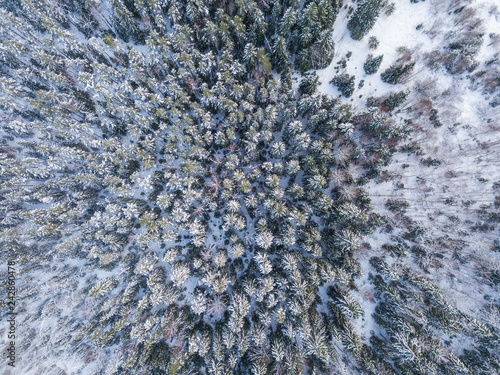 aerial view of the winter snow forest of Karelia 