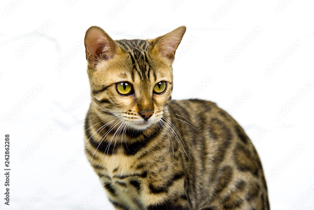 Obraz premium bengalkatze