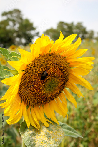 Fototapeta Naklejka Na Ścianę i Meble -  Sonnenblume, Details einer Sonnenblume 