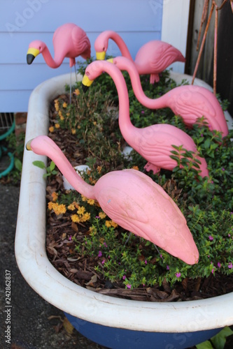 Flamingos in Badewanne