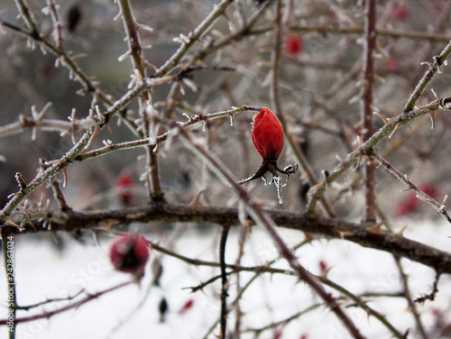 Frozen red rose hips on the branches covered with hoarfrost. Background or texture.