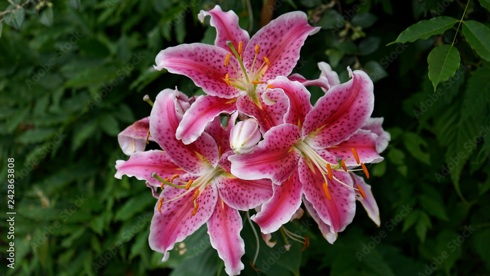Stargazer lily Stock Photo | Adobe Stock