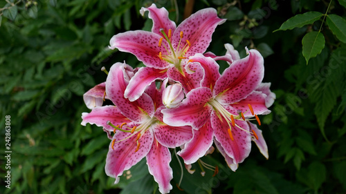 Fotografie Stargazer lily