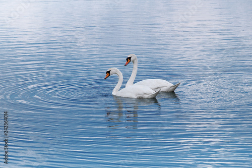 lake and swans