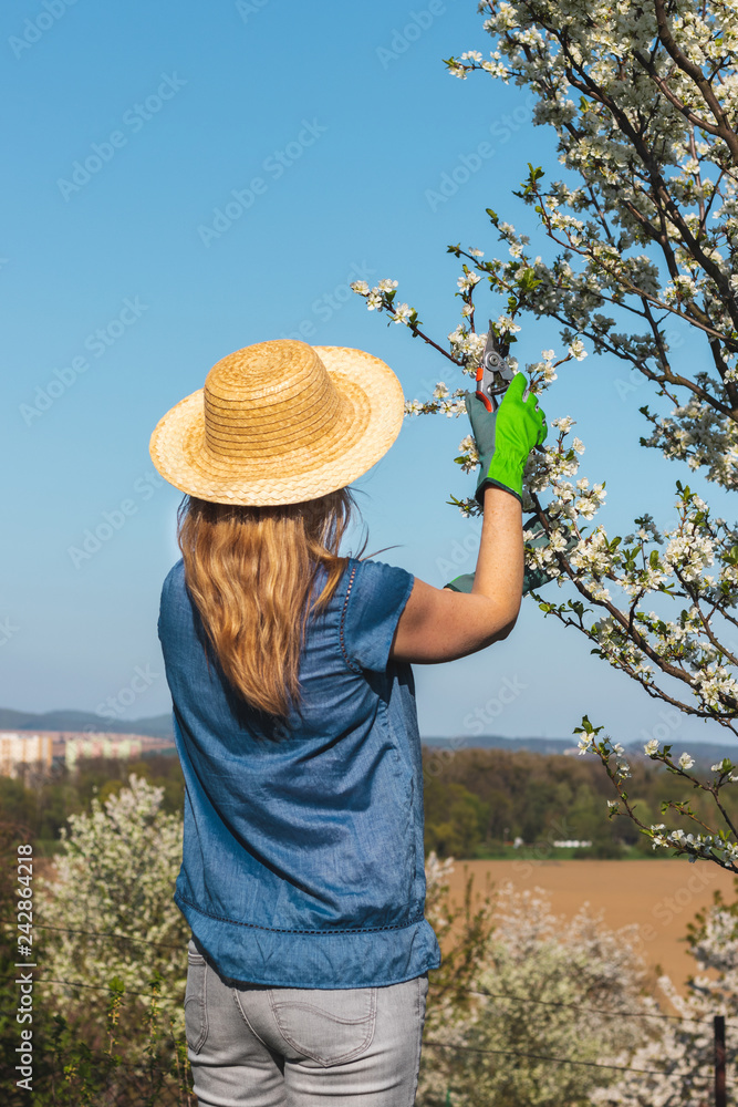 Farmer with straw hat cutting branch of blooming fruit tree using pruning shears