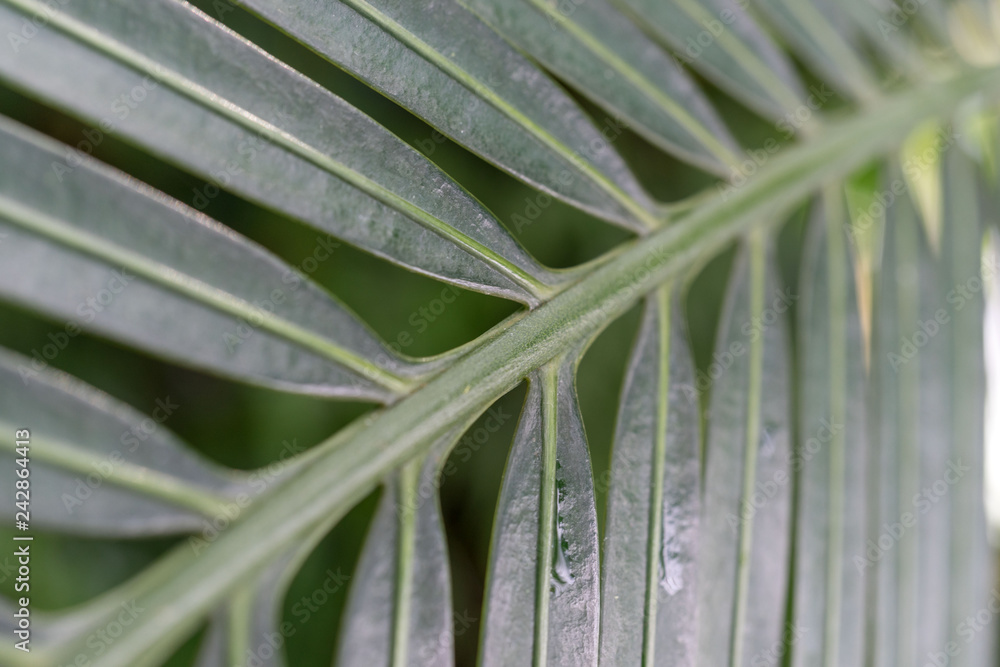Fototapeta premium macro close up of green palm leaf 