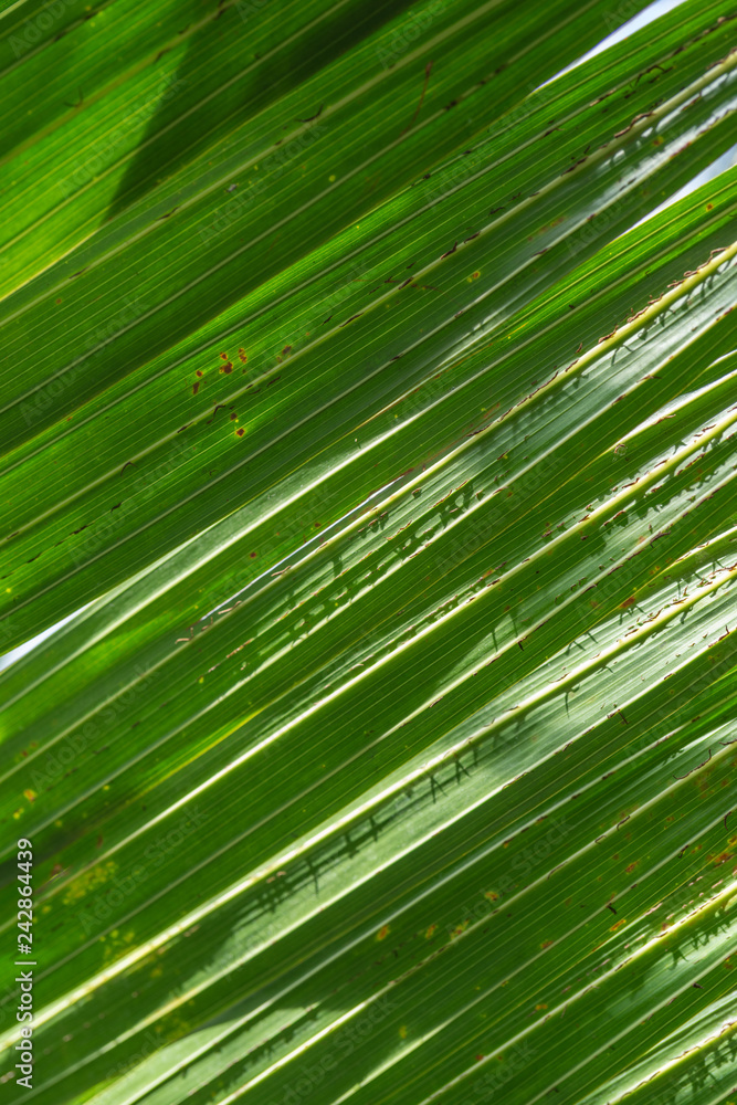 palm leaves background palm leaves background