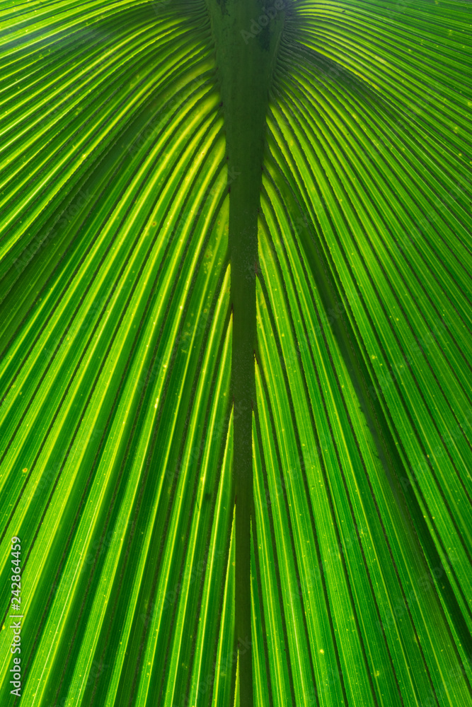 green palm leaf with sun shining through green palm leaf with sun shining through