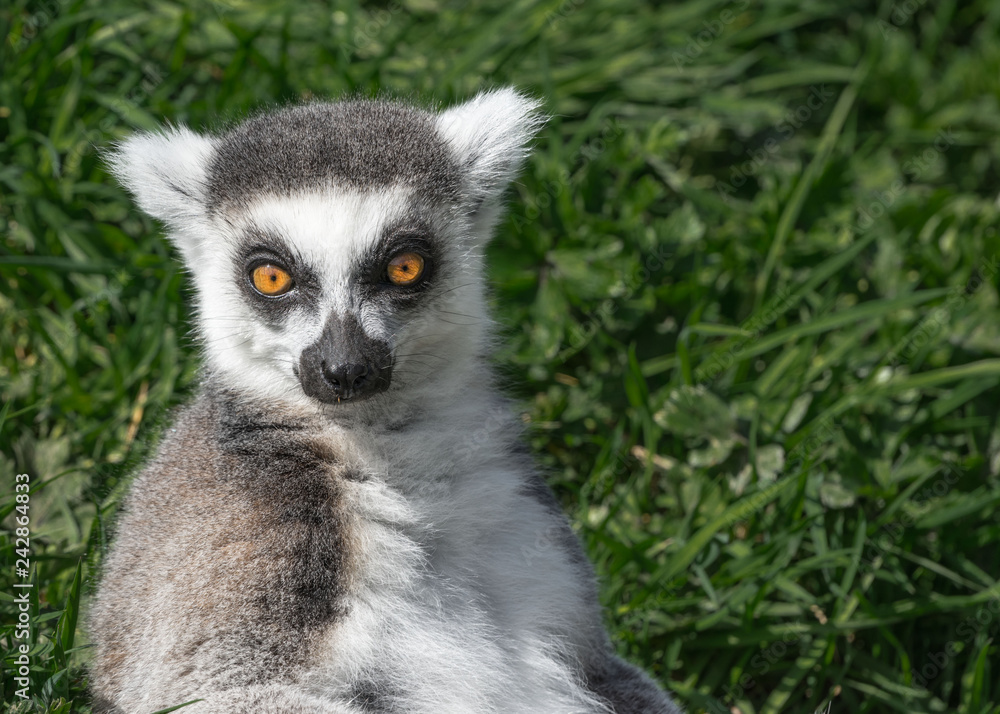 ring tailed lemur on looking directly at camera