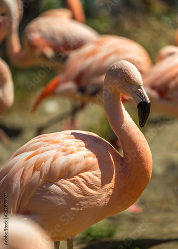 Close up on a flamingo