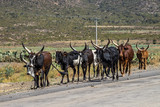 Äthiopien - Zebu Rinder auf der Straße von Gheralta nach Lalibela