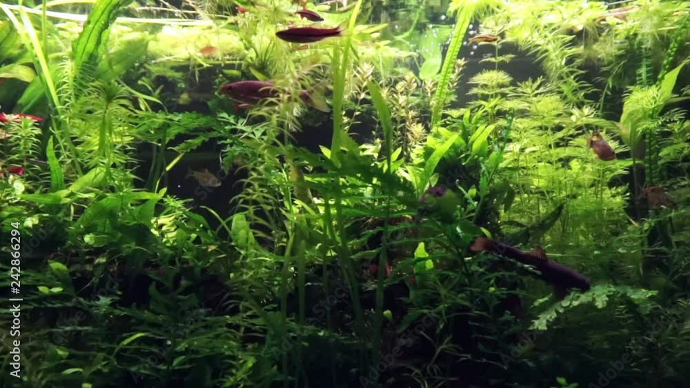 Fish swims in the dirty polluted lake water. Nutrient pollution of ponds and reservoirs Fish swims in the dirty polluted lake water. Nutrient pollution of ponds and reservoirs