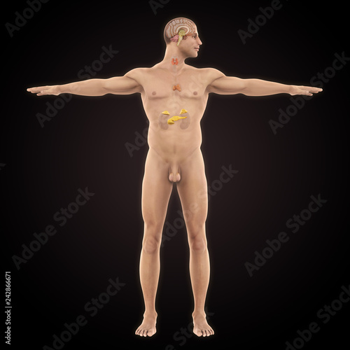 Human Endocrine System Illustration