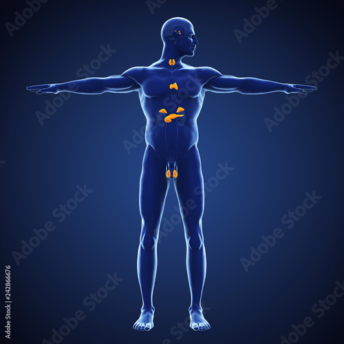 Human Endocrine System Illustration photo